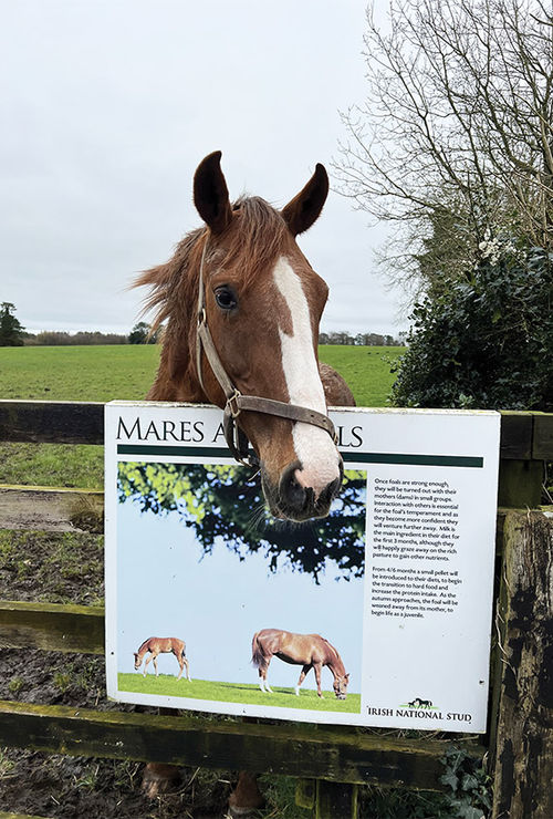 A friendly horse at the Irish National Stud and Gardens.