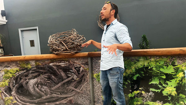 Learning about local wines and the unique agriculture at the Boutari Winery on Santorini.