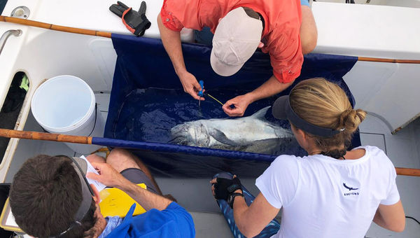 Participants will observe marine mammals and assist scientists from Indocet in data collection, such as sizing and DNA sampling.