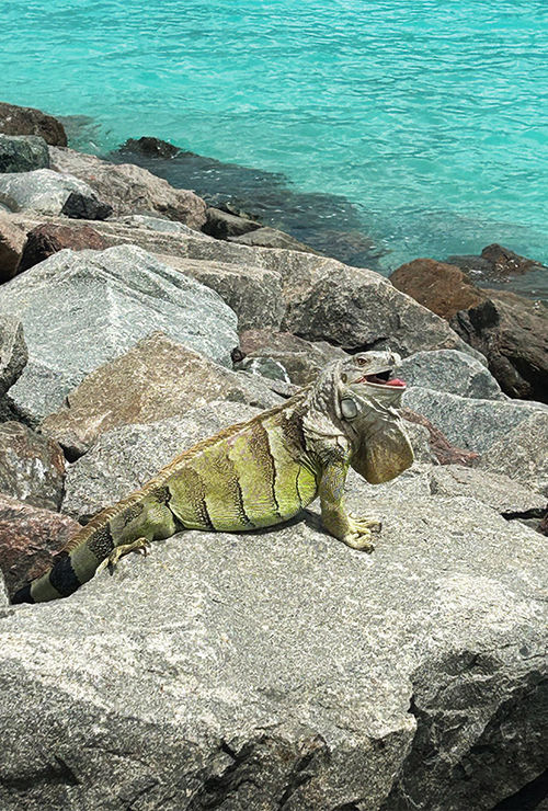 An iguana basks in the sun on the private island. An iguana basks in the sun on the private island.