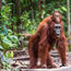 Contiki adds tour of Borneo and three other Asia trips to its 2025 lineup