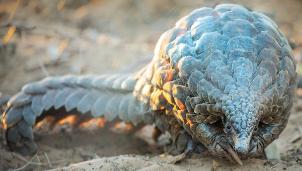 The pangolin, often referred to as "Africa's panda" due to its critically endangered status, is considered "the holy grail of wildlife sightings," according to Pangolin Photo Safaris founder Toby Jermyn. The pangolin, often referred to as "Africa's panda" due to its critically endangered status, is considered "the holy grail of wildlife sightings," according to Pangolin Photo Safaris founder Toby Jermyn.