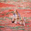 Safaris that go beyond the Big Five are catching on
