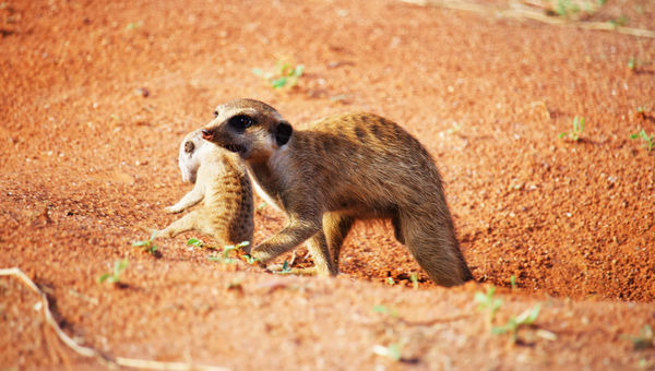 Meerkats can offer fascinating wildlife encounters outside of the Big Five. Meerkats can offer fascinating wildlife encounters outside of the Big Five.
