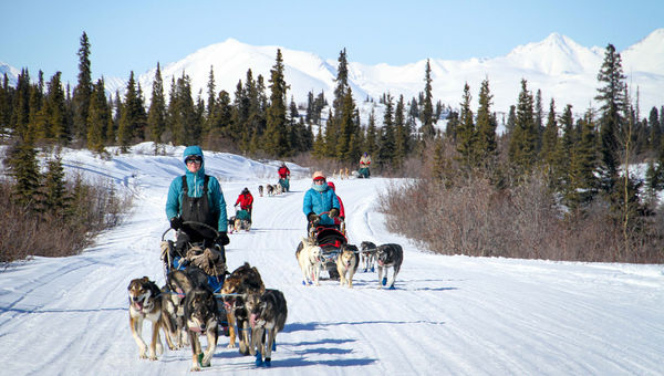 A womens-only dog-mushing tour near Cantwell, Alaska. led by Iditarod competitors Paige Drobny and Ryne Olson. A womens-only dog-mushing tour near Cantwell, Alaska. led by Iditarod competitors Paige Drobny and Ryne Olson.