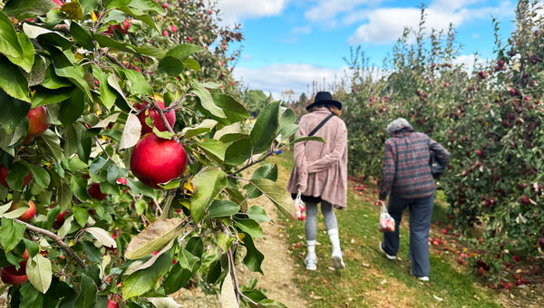 Guests stroll through the orchards of Dubois Farms & Tavern in Highland, N.Y., during a morning apple-picking excursion.