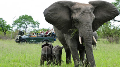 Elephants in the Sabi Sabi Game Reserve, one of the destinations on the 11-day Southern Explorer itinerary.