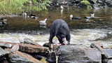 Crashing a bears' buffet on an Alaska excursion