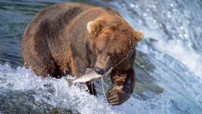 Princess' longest cruise tour includes visits to five national parks in Alaska.