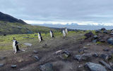 Chinstrap penguins scuffle inland from the black pebble beach at Baily Head, a headland on Deception Island in the South Shetland Islands of Antarctica.
