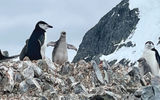 Chinstrap penguin chicks might stretch their wings, but they stay near a parent atop a perch overlooking Orne Harbor in Antarctica.