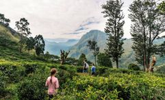 After making an inquiry with Pelorus, prospective clients are asked to share their children's wildest dreams, which the team will then transform into a proposal.