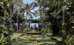 Lotus ponds at the Anantara Bophut Koh Samui Resort, one of the properties that is a setting for the third season of "The White Lotus."
