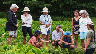 Guests on the Waipa Cultural Food and Farm tours learn about the relationship between people, food and the land.