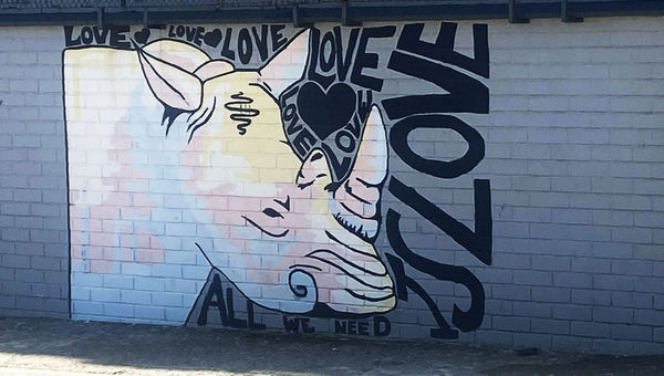 Salt River's rhino murals deliver simple but powerful messages. "Only what we need is love."