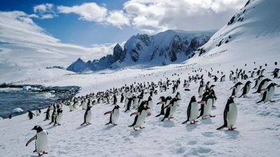 Penguins seen in Antarctica during a G Adventures cruise.