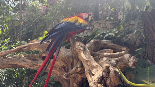 A vibrant scarlet macaw perched in a tree at Xcaret Park. A vibrant scarlet macaw perched in a tree at Xcaret Park.
