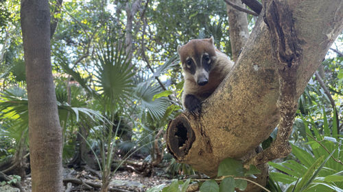 A curious coatimundi relaxes in a tree at Xcaret Park.