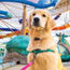 All paws on deck! Meet Royal Caribbean's 'chief dog officers'