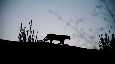 Guests on Butterfield & Robinson's 60-day world tour will do a leopard safari in Rajasthan, India.