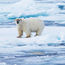 G Adventures will once again offer Arctic cruises