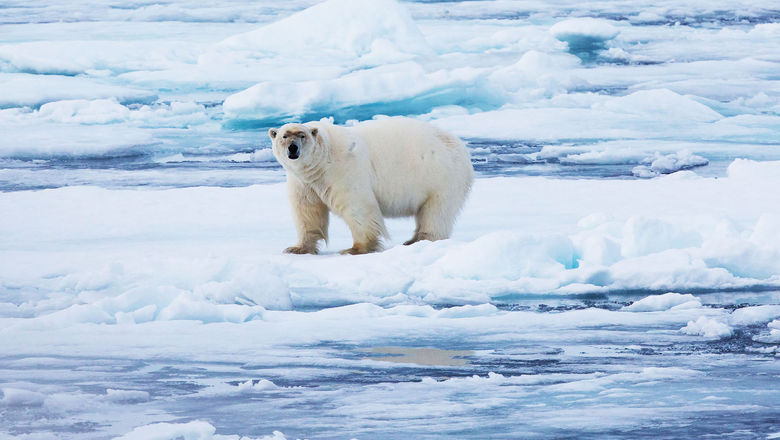 A polar bear sighting in Svalbard.