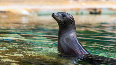 Through a new booking system, travel agencies can see live inventory at Sea Life Park.