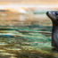 Sea Life Park puts its inventory on FareHarbor