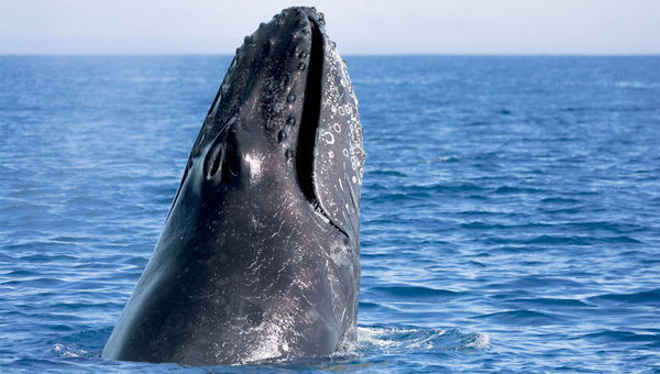 Smithsonian Journeys and Ponant will provide joint expeditions to the Baja Peninsula next year.