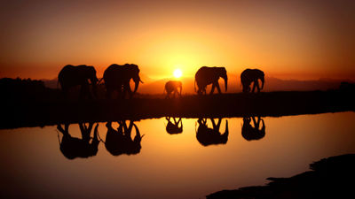 Free-roaming elephants cross five countries within KAZA's 200,000-square-mile ecosystem, following migration patterns uninterrupted by international borders.