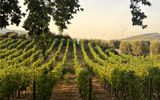 A view of rows of grapes at Quinta da Pacheca.