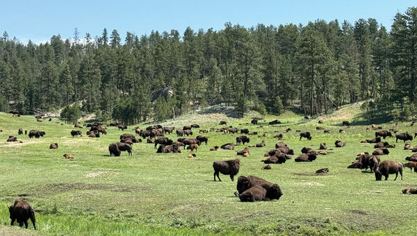 A buffalo herd at Custer State Park.