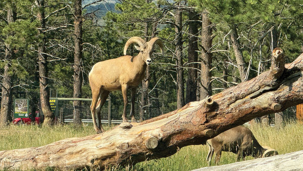 A bighorn sheep at Bear Country USA.