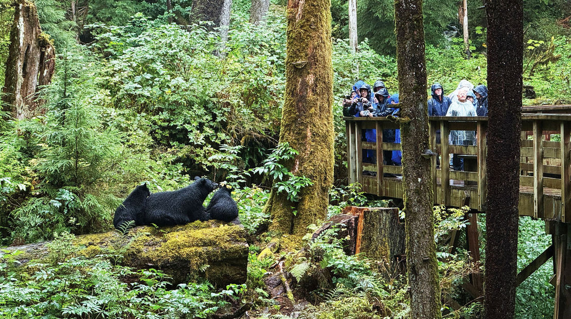 A mother black bear and two cubs at the Alaska Rainforest Sanctuary.