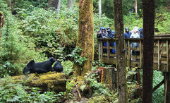 A mother black bear and two cubs at the Alaska Rainforest Sanctuary.