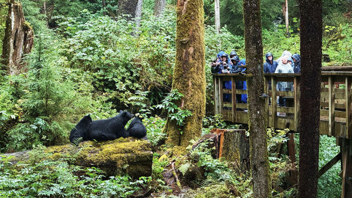 A mother black bear and two cubs at the Alaska Rainforest Sanctuary.