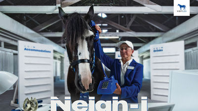 Oliver, a 17-year-old paint/shire cross, plans vacations to Lexington, Ky., as part of a new campaign from VisitLEX.