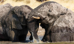 The elephant population at Etosha Heights has jumped to over 270 since Natural Selection Travel partnered with local landowners in 2017 to turn it into a wildlife habitat.  The animals had previously avoided the area entirely.