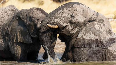 The elephant population at Etosha Heights has jumped to over 270 since Natural Selection Travel partnered with local landowners in 2017 to turn it into a wildlife habitat.  The animals had previously avoided the area entirely.
