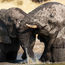 Spacious sanctuary awaits adventure-seekers at Namibia's Etosha Heights Private Reserve