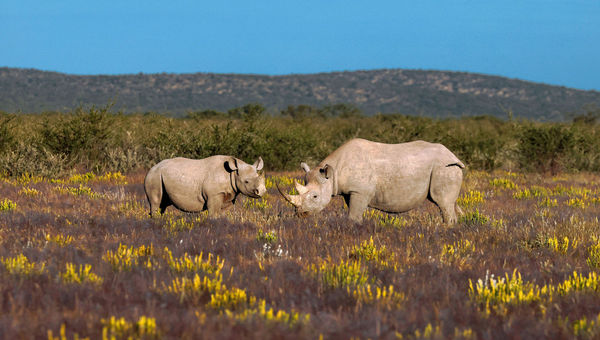 Black and white rhinos under constant surveillance in Etosha Heights. Black and white rhinos under constant surveillance in Etosha Heights.