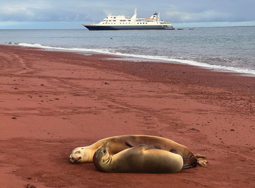 Sea lions bask on the beach with the National Geographic Gemini in the background.