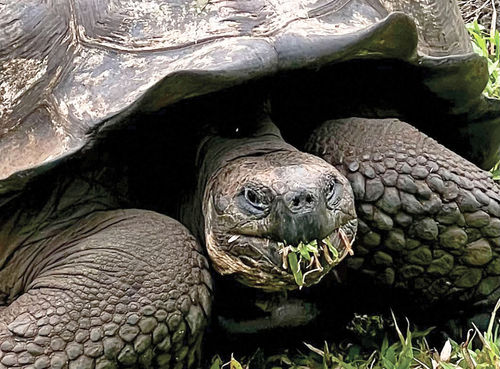 A giant tortoise photographed in the Galapagos during a National Geographic-Lindblad Expeditions cruise. A giant tortoise photographed in the Galapagos during a National Geographic-Lindblad Expeditions cruise.