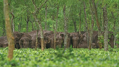 India is home to 60% of the Asian elephant population.