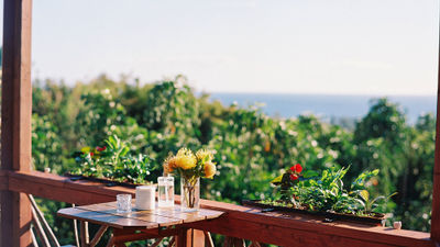 Maui Chocolate Tour at Kuia Estate now offers a tour with a treehouse lunch.