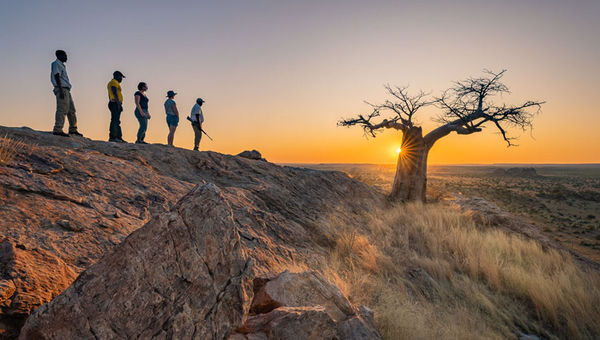 Walking safaris are the main attraction of Tuli Bock reserve. It gives travelers the opportunity to track animals on foot, learn about the bush up close, and see small details missed from vehicles. Walking safaris are the main attraction of Tuli Bock reserve. It gives travelers the opportunity to track animals on foot, learn about the bush up close, and see small details missed from vehicles.