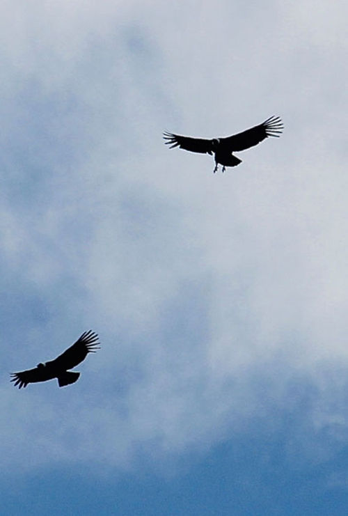 Condors soaring in the air. Condors soaring in the air.