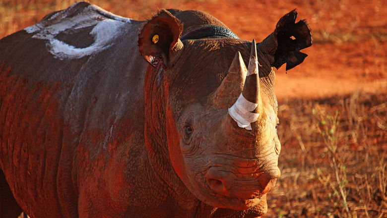 Kenya's expanded Tsavo West Rhino Sanctuary now protects 200 black rhinos across more than 1,200 square miles.