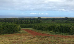 The Kauai Coffee Company is located on a 3,100-acre farm that includes more than 4 million coffee trees