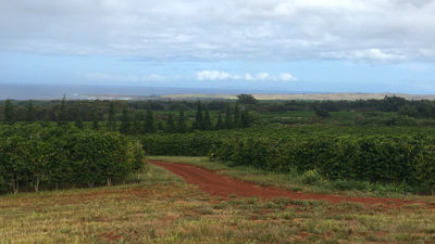 The Kauai Coffee Company is located on a 3,100-acre farm that includes more than 4 million coffee trees